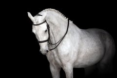 White horse on black royalty free stock photography White horse on black royalty free stock photography