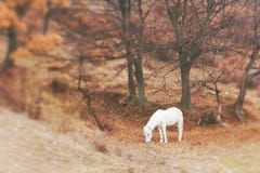 White Horse Grazing Paddock Stock Images White Horse Grazing Paddock Stock Images