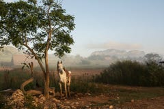 White Horse In The Vinales Valley At Sunrise And Background Mogotes Stock Photography
