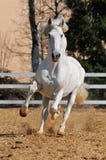 White Horse Runs Gallop Stock Images White Horse Runs Gallop Stock Images
