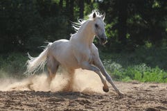White Horse Runs Gallop Royalty Free Stock Images White Horse Runs Gallop Royalty Free Stock Images