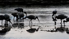 White Ibises Foraging, J.N. Ding Darling National Wildlife R Royalty Free Stock Image White Ibises Foraging, J.N. Ding Darling National Wildlife R Royalty Free Stock Image