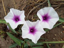 White Ipomoea aquatica Forsk flower in nature garden royalty free stock images White Ipomoea aquatica Forsk flower in nature garden royalty free stock images