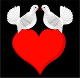 White kissing doves in love on heart. Wedding card Stock Illustration White kissing doves in love on heart. Wedding card Stock Illustration