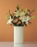 White Lilly Royalty Free Stock Images White Lilly Royalty Free Stock Images