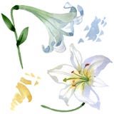 White lily floral botanical flowers. Watercolor background illustration set. Isolated lilies illustration element. royalty free illustration White lily floral botanical flowers. Watercolor background illustration set. Isolated lilies illustration element. royalty free illustration