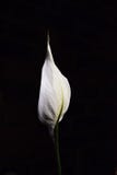 White lily flower on black background stock photography White lily flower on black background stock photography