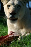 White lion eating. A white lion lying down and eating a her kill royalty free stock photography