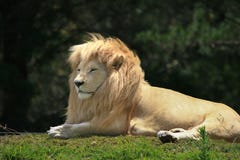 White Lion Panthera Leo Krugeri Royalty Free Stock Image