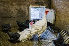 White live turkey with chicken in the barn in the village royalty free stock photo White live turkey with chicken in the barn in the village royalty free stock photo
