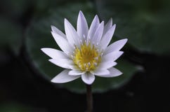 White Lotus Stock Image White Lotus Stock Image