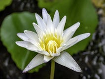 The white lotus bloomed in the pool royalty free stock photo The white lotus bloomed in the pool royalty free stock photo