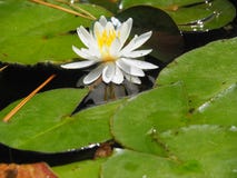 White Lotus flower clear day royalty free stock images White Lotus flower clear day royalty free stock images