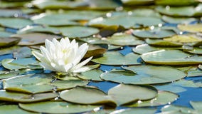White lotus flower and lush foliage in natural lake