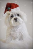 White Maltese Christmas Dog Royalty Free Stock Image