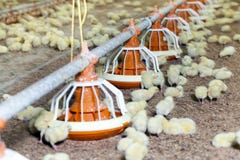 White Meat Chicken Chicks At A Poultry Farm Stock Image