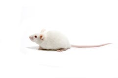 White mice isolated