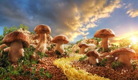 mushrooms in the glade of buckwheat royalty free stock image mushrooms in the glade of buckwheat royalty free stock image