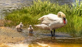 Mom and the three Cygnets royalty free stock images Mom and the three Cygnets royalty free stock images