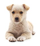 White nice puppy. White nice puppy on a white background Stock Image White nice puppy. White nice puppy on a white background Stock Image
