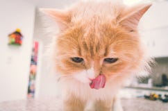 White orange pussycat face closeup with tongue out royalty free stock images White orange pussycat face closeup with tongue out royalty free stock images