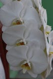 White orchid flower that has many petals and is blooming