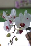White orchid in full bloom