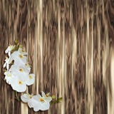 White orchid on wood plank background. Abstact Beauty White orchid on wood plank background royalty free illustration White orchid on wood plank background. Abstact Beauty White orchid on wood plank background royalty free illustration