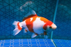 White ornamental fish in aquarium stock images White ornamental fish in aquarium stock images