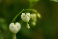 White pacific bleeding heart flowers. Soft defocused macro shoot stock images White pacific bleeding heart flowers. Soft defocused macro shoot stock images