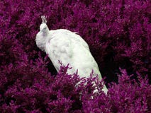 White Peacock Royalty Free Stock Photos White Peacock Royalty Free Stock Photos