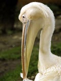 White Pelican Stock Photography White Pelican Stock Photography