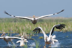 White Pelican Stock Images