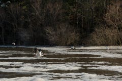 Pelican Flying Over Muddy, Foamy Water in Winter royalty free stock photos Pelican Flying Over Muddy, Foamy Water in Winter royalty free stock photos
