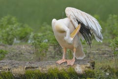 White Pelican On A Log Royalty Free Stock Photos