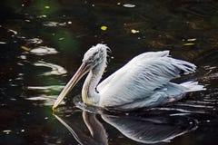 White pelican on water and its reflection