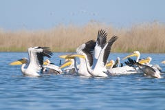 White Pelicans Stock Photos