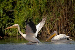 White Pelicans On Water Royalty Free Stock Image
