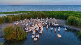 White pelicans pelecanus onocrotalus in Danube Delta Romania royalty free stock photo White pelicans pelecanus onocrotalus in Danube Delta Romania royalty free stock photo