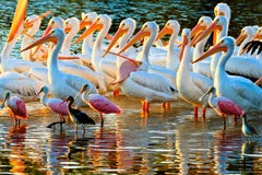 White Pelicans and Spoonbills royalty free stock photos White Pelicans and Spoonbills royalty free stock photos