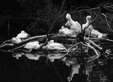 White pelicans by water. Black and white photo.