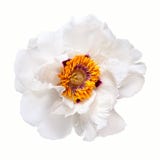 White peony flower Stock Photo White peony flower Stock Photo