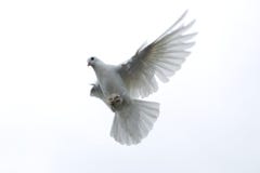 Dove Stock Photos - Royalty Free Pictures