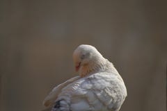 White pigeon sleeping in a lazy day. portrait of a young sleeping pigeon royalty free stock images White pigeon sleeping in a lazy day. portrait of a young sleeping pigeon royalty free stock images