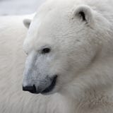 White Polar Bear Stock Photo