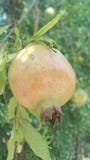 White pomegranate royalty free stock photos White pomegranate royalty free stock photos