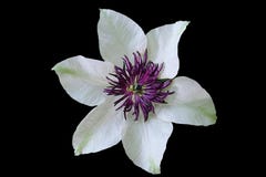 White and purple flower in black background royalty free stock photos White and purple flower in black background royalty free stock photos