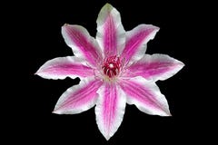White and purple flower in black background stock image White and purple flower in black background stock image