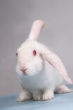 White Rabbit Royalty Free Stock Images