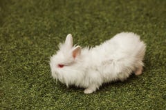 White rabbit in grass stock image White rabbit in grass stock image